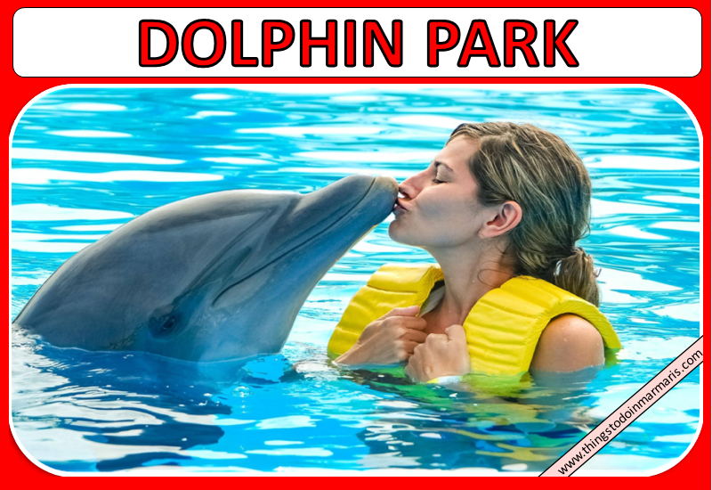 Can You Swim With Dolphins in Marmaris